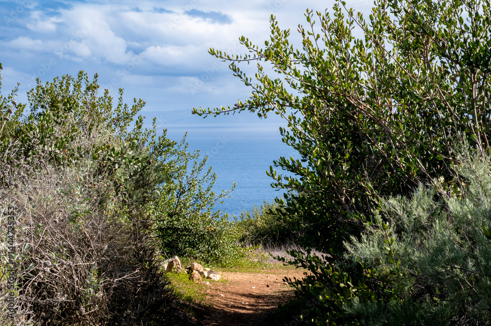 Dirt trails and tall greenery during Springtime