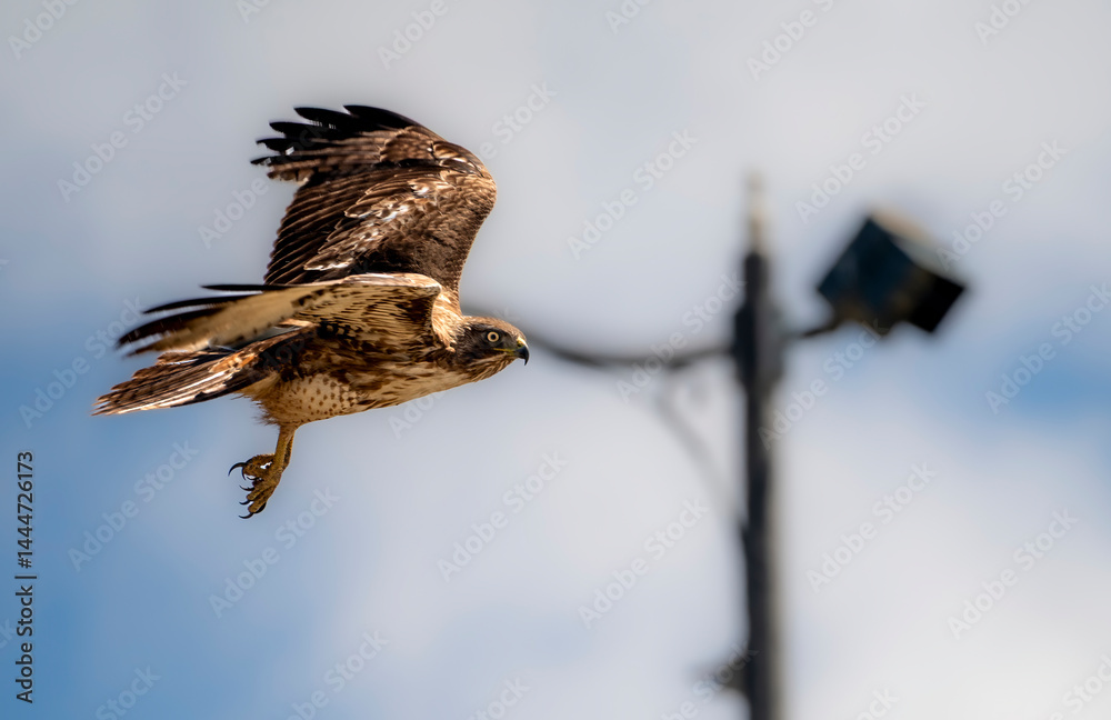 Red tailed hawk looks down from the sky in search of prey