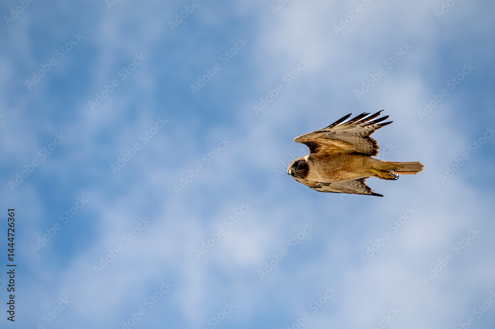 Red tailed hawk looks down from the sky in search of prey