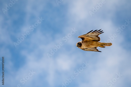 Red tailed hawk looks down from the sky in search of prey 