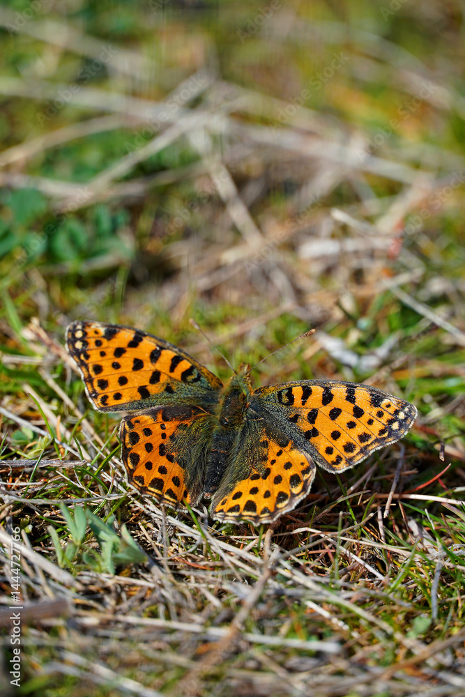 Obraz premium beautiful orange butterfly sits on the ground nature insects green grass macro