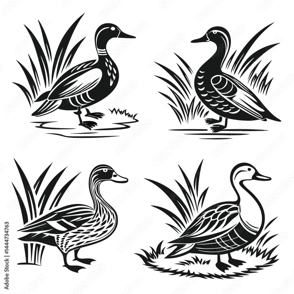 Obraz premium Ducks in Grass Monochrome Design. Four Ducks, Bird, Waterfowl, Wildlife, Isolated
