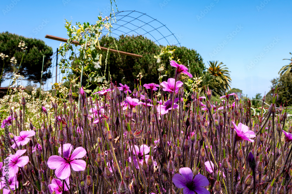 Garden rich with flowers is in full bloom during Springtime in a meadow setting