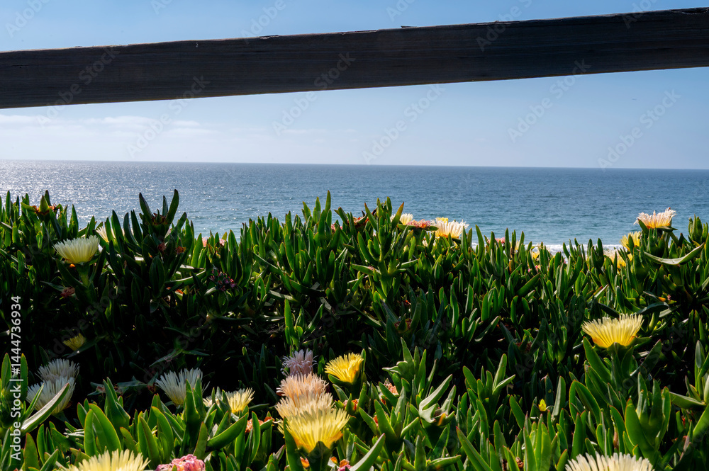 Beach landscaped framed by old wood fence with ocean horizon in the background and beach flower in the foreground