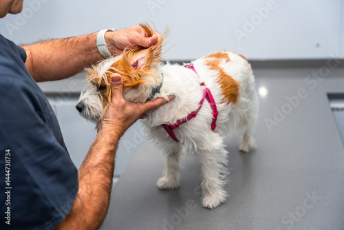 Obraz na płótnie Veterinarian examining ear of jack russell terrier dog on table w salonie