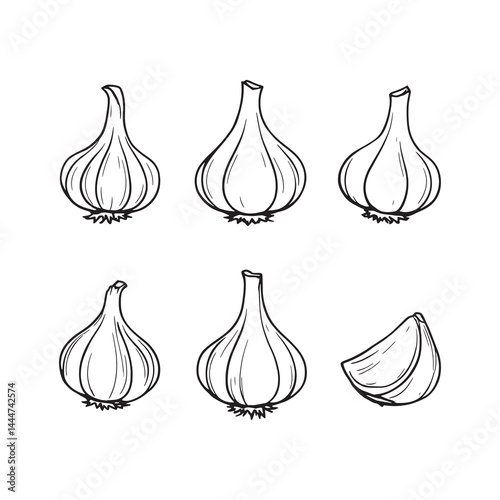 Fresh garlic hand drawn line art vector illustration