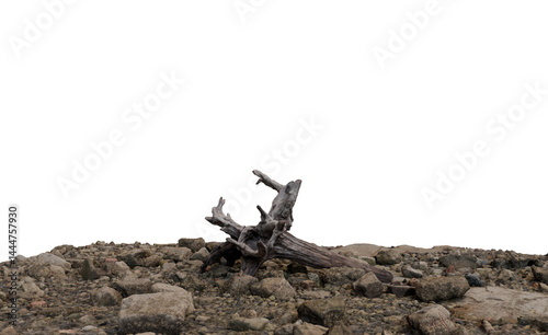 Driftwood snag rests on a bed of rocks.  Gray, weathered wood piece with exposed roots, sits atop a collection of various-sized stones