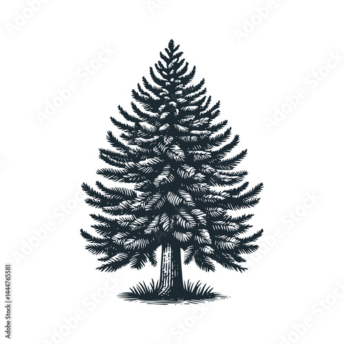 the spruce tree stands firmly . Black white vector illustration.