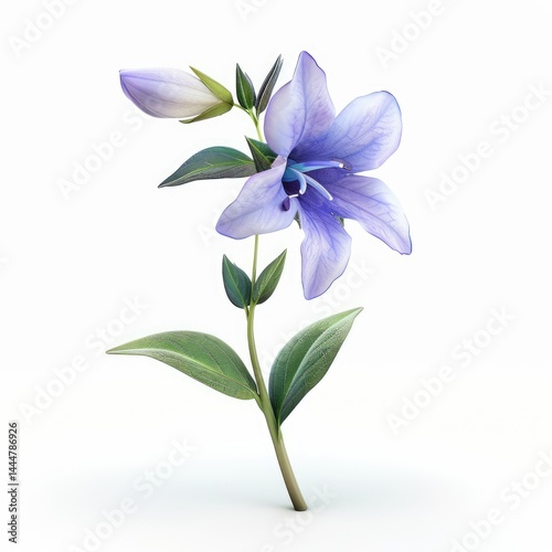 Obraz na płótnie A delicate, light purple flower with buds and leaves. w salonie