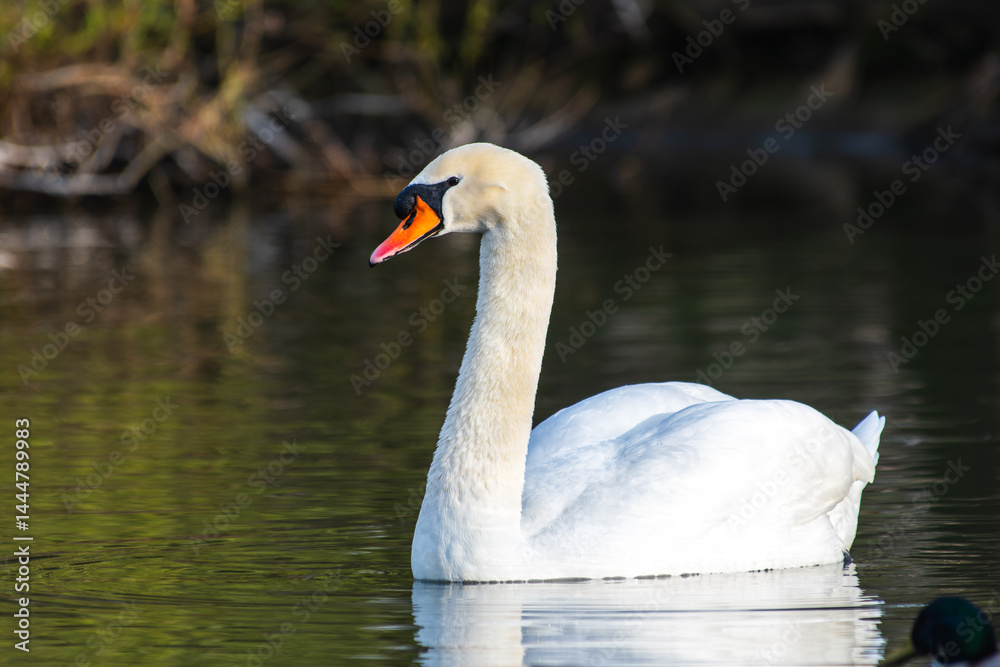 Naklejka premium Cygne tuberculé (Cygnus olor) sur l'eau – majestueux oiseau aquatique en pleine nature