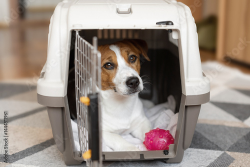 Cute Jack russell terrier dog with a rubber toy ball inside a transport box for animals in a neutral interior
