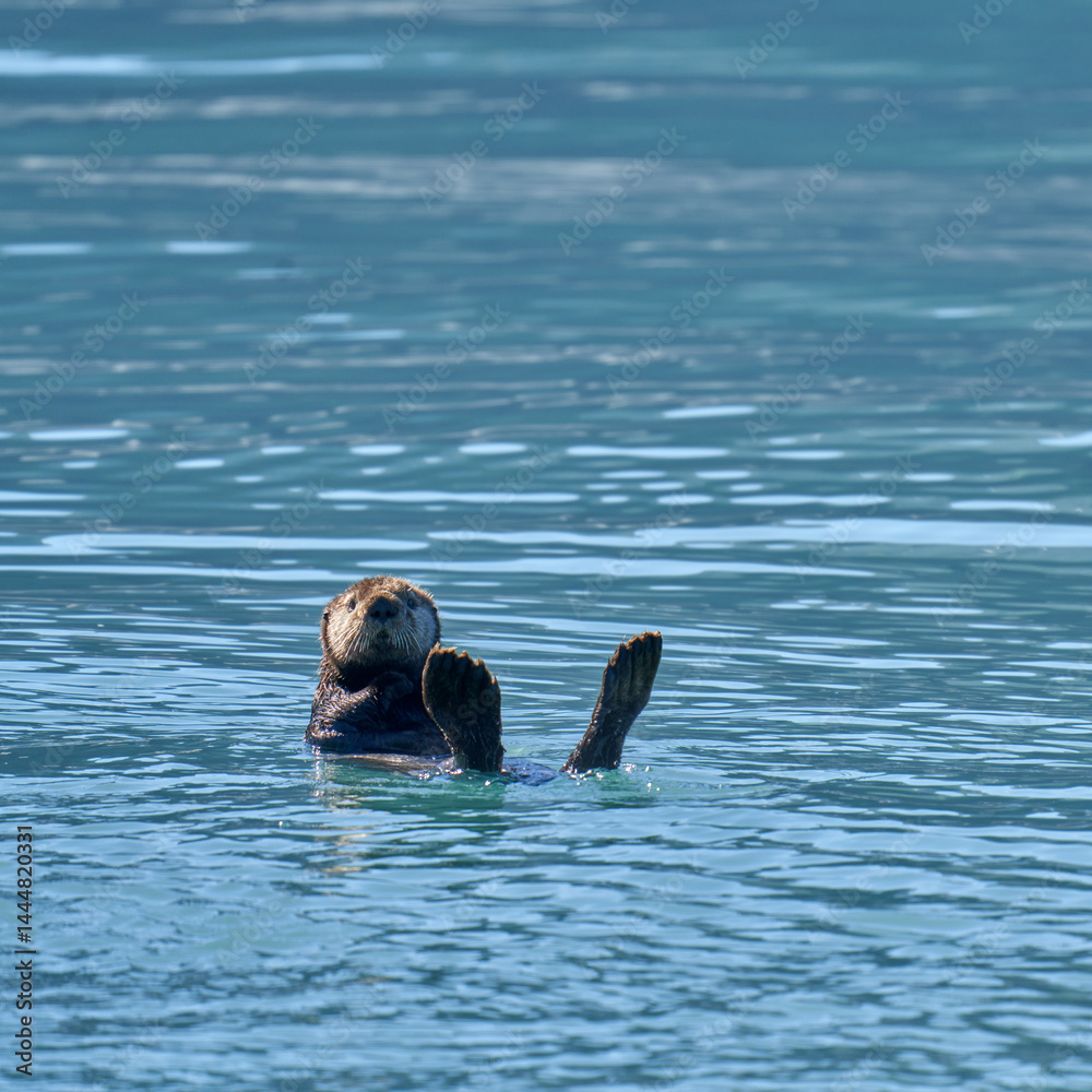 Fototapeta premium Sea otter Valdez