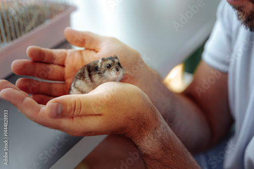 Cute hamster being held gently by a person in a cozy indoor setting during the late afternoon