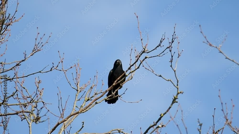 Nids de corbeaux freux (Corvus frugilegus) dans une corbeautière au sommet des arbres sous un ciel bleu – colonie d’oiseaux en période de nidification Nids de corbeaux freux (Corvus frugilegus) dans une corbeautière au sommet des arbres sous un ciel bleu – colonie d’oiseaux en période de nidification