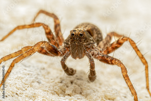 Wallpaper Mural Araignée du genre Pardosa (Lycosidae) sur mur en pierre – araignée-loup dans son habitat naturel Torontodigital.ca