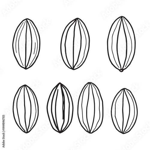 Vector Line Art Cacao Beans for Eco Friendly Design Concepts