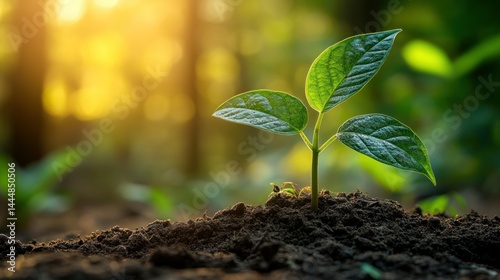 Young sprout emerging from soil, bathed in sunlight photo