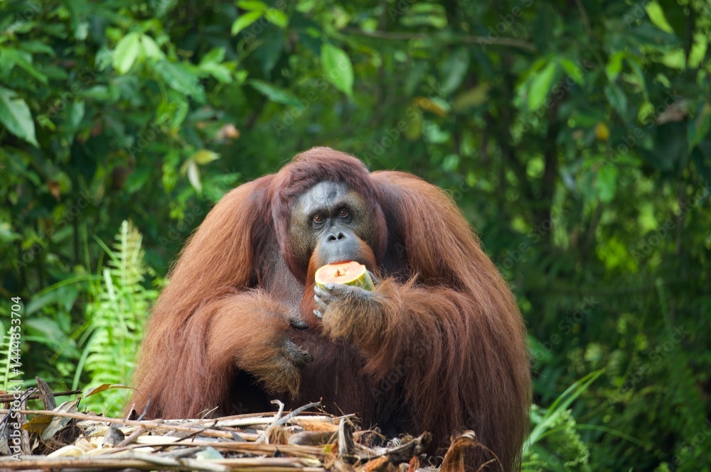 Obraz premium Orangutan Kalimantan Borneo - Samboja Lodge