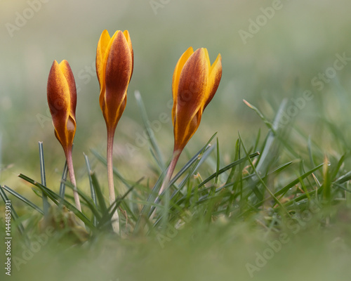 Three yellow and red crocuses on a meadow