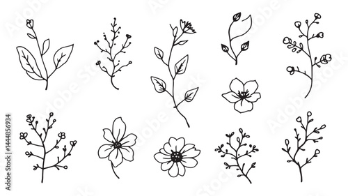 Botanical Watercolor line art delicate flower illustration with soft hues