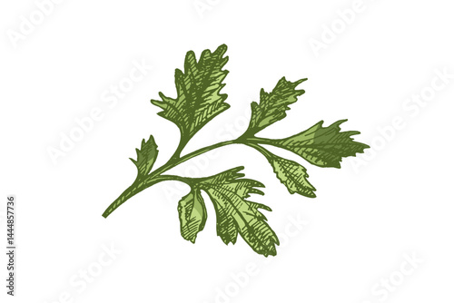 Hand drawn colored vintage sketch of parsley herb branch in engraving style, isolated