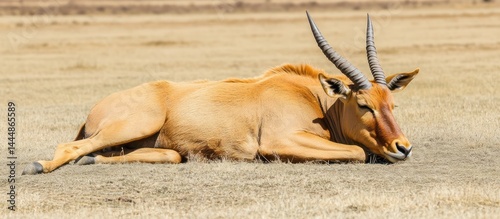 A beautiful relaxed topi antelope resting calmly on the dry savannah plains photo