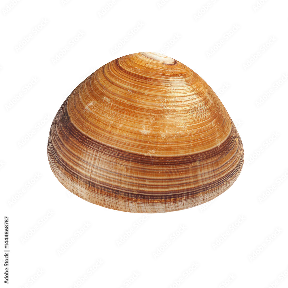 Close-up of a rounded seashell with distinct, concentric, light and dark brown bands Close-up of a rounded seashell with distinct, concentric, light and dark brown bands