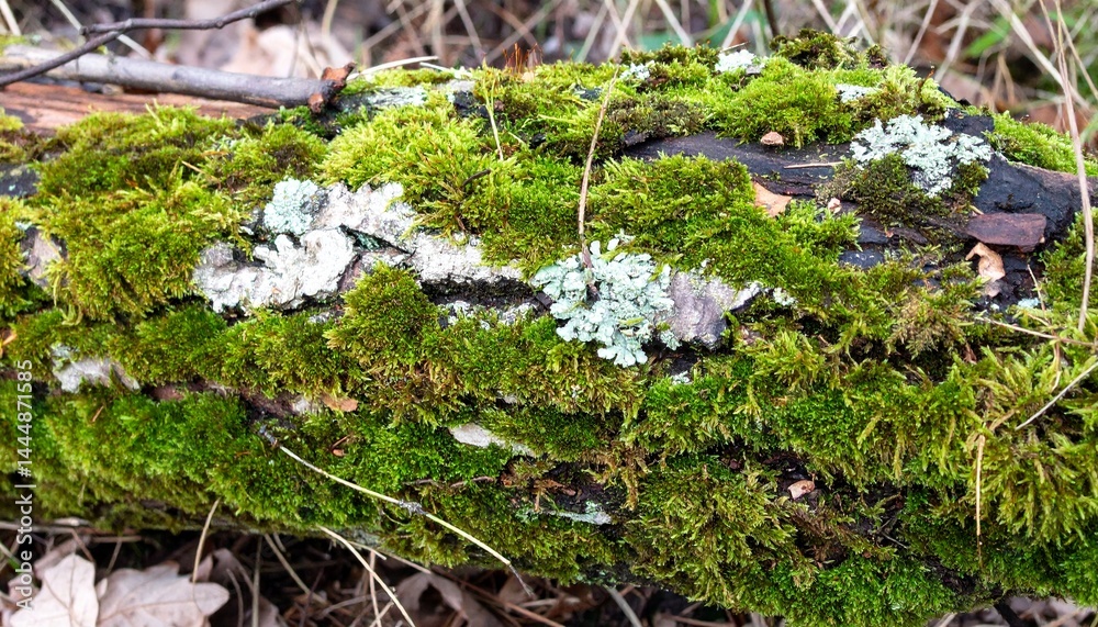 Obraz premium 倒木に生えた苔の美しい表面とその自然の息吹 倒木の上に生い茂った苔が見せる鮮やかな緑の世界。自然の力が作り出すその美しい風景が心を癒やす。