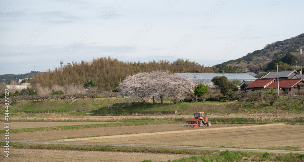Obraz premium 桜が咲く日本の風景