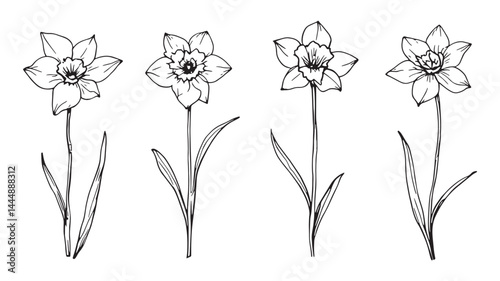 Daffodils flower line art detailed elegant floral design with simplicity