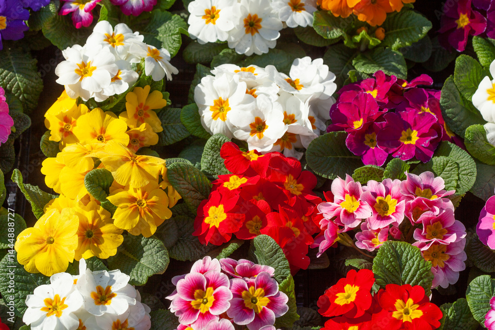 Bunt Blühende Primeln zum Verkauf auf einem Blumenmarkt, Closeup, Deutschland