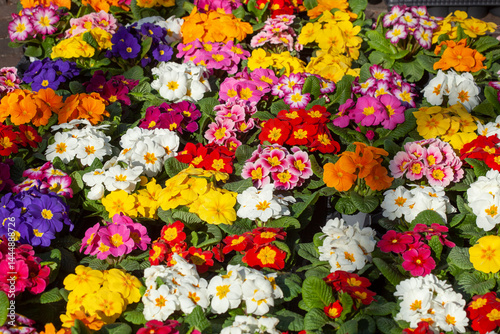 Bunt Blühende Primeln zum Verkauf  auf einem Blumenmarkt, Closeup, Deutschland