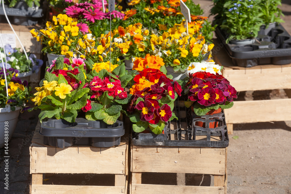 Bunt Blühende Primeln zum Verkauf auf einem Blumenmarkt, Closeup, Deutschland