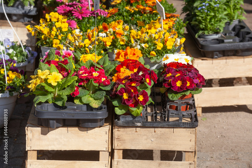 Obraz na płótnie Bunt Blühende Primeln zum Verkauf auf einem Blumenmarkt, Closeup, Deutschland w salonie