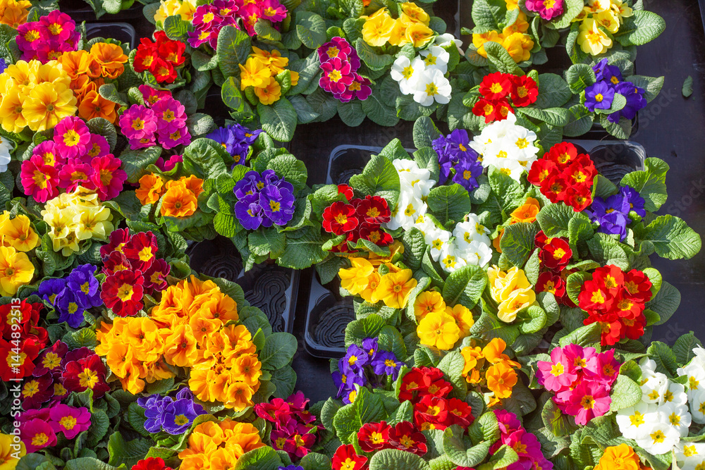 Bunt Blühende Primeln zum Verkauf auf einem Blumenmarkt, Closeup, Deutschland