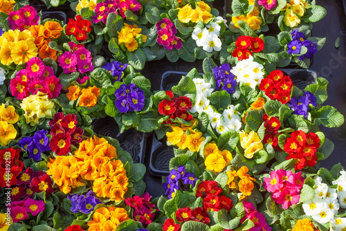 Bunt Blühende Primeln zum Verkauf  auf einem Blumenmarkt, Closeup, Deutschland