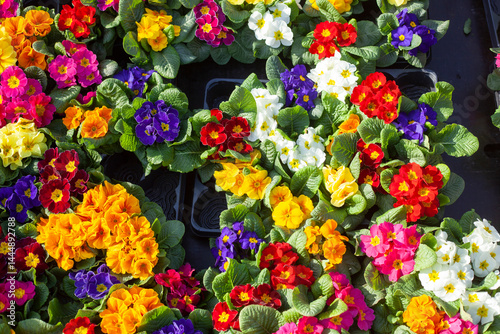 Bunt Blühende Primeln zum Verkauf  auf einem Blumenmarkt, Closeup, Deutschland