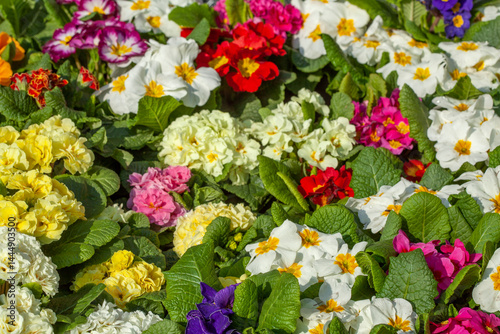 Obraz na płótnie Bunt Blühende Primeln zum Verkauf auf einem Blumenmarkt, Closeup, Deutschland w salonie