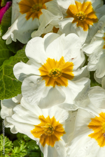 Weiss Blühende Primeln zum Verkauf  auf einem Blumenmarkt, Closeup, Deutschland