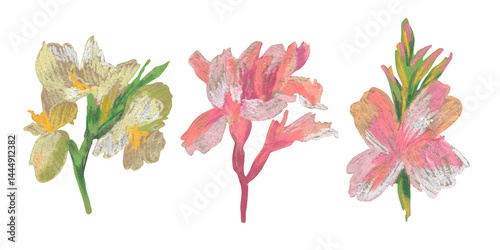 Spring clip art of canna flowers drawn with wax crayons on white isolated background. Children's botanical collection of oil pastel illustrations. Designs for greeting cards, stickers,  posters.