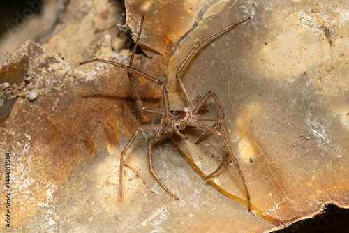 Mue d'araignée Tegenaria photo