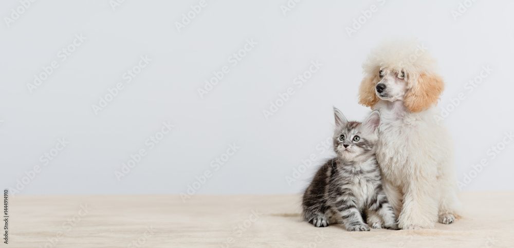 Fototapeta premium Poodle puppy sitting with tiny maine coon cat on a bed at home, Pets look away together. Empty space for text