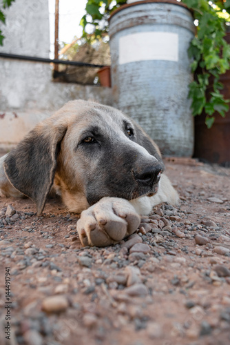 Dog rests on the ground with his head resting on his paw in a dusty rural factory area surrounded by drum of toxic products