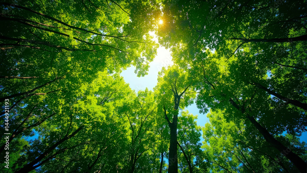 Lush, vibrant treetops bathed in sunlight, an inspiring display of nature's beauty. A picture of sunlight shining through green foliage, creating a peaceful and inspiring atmosphere Lush, vibrant treetops bathed in sunlight, an inspiring display of nature's beauty. A picture of sunlight shining through green foliage, creating a peaceful and inspiring atmosphere