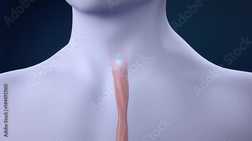 Animation of taking medicine, capsules are released in the stomach, the medicine takes effect, 3D animation rendering