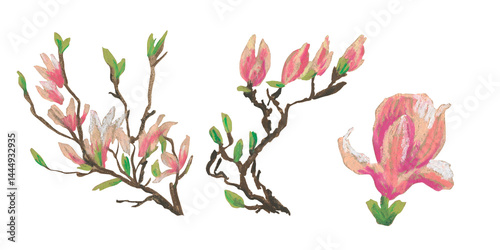 Spring clip art of magnolia flowers drawn with wax crayons on white isolated background. Children's botanical collection of oil pastel illustrations. Designs for greeting cards, stickers,posters.
