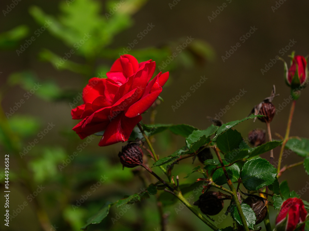 Fototapeta premium beautiful red rose in the nature