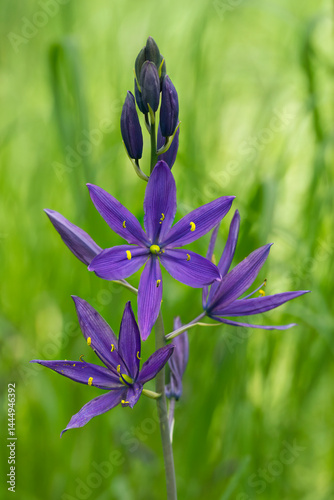 Closeup of Camas flowers in meadow