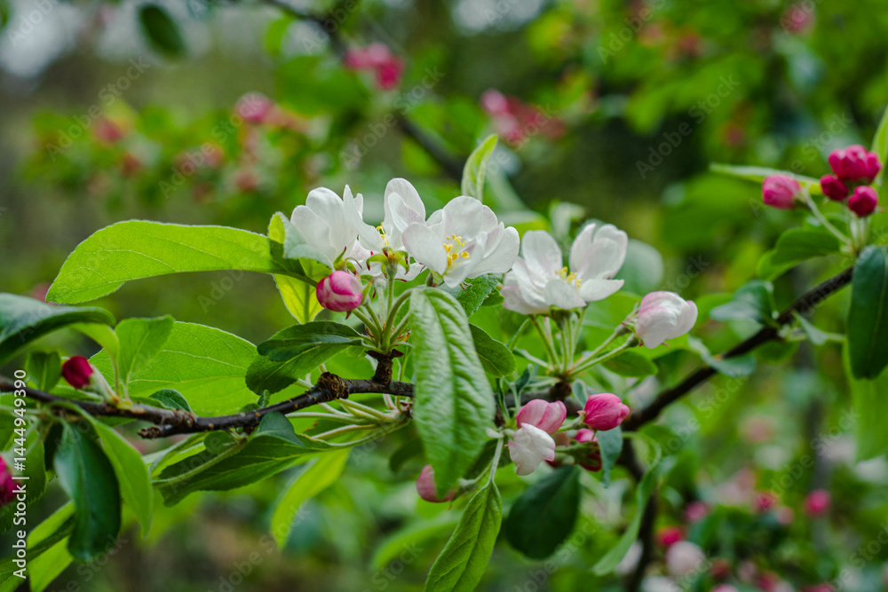 Flowers on a branch of white sakura, white cherry blossoms in the garden