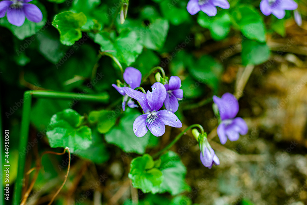 Viola canina, commonly known as heath dog-violet and heath violet